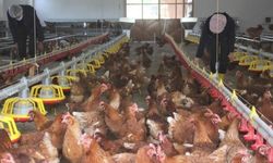 Tavuk eti üretimi aylık yüzde 2,6 arttı