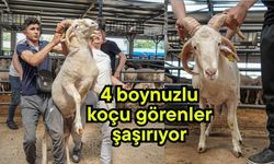 4 boynuzlu koçu görenler şaşırıyor (Video)