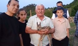 Çoban bulduğu yavru ceylana keçi sütüyle bakıyor