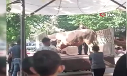 Kızgın boğa kasaba hayatının kabusunu yaşattı, ölümden döndü (Video)