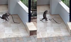 Yılana kafa tutan kedi (Tıkla İzle)