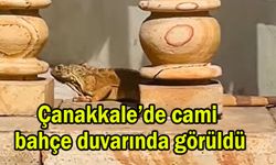 Çanakkale’de cami bahçe duvarında görüldü