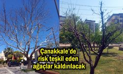 Çanakkale’de risk teşkil eden ağaçlar kaldırılacak
