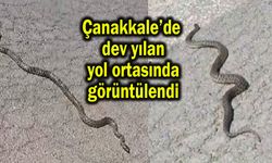 Çanakkale’de dev yılan yol ortasında görüntülendi