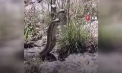 Kamerayla görüntülediği yılanın saldırısına uğradı (Video)