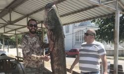 Ağlara 80 kilo ağırlığında yayın balığı takıldı