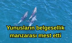 Yunusların belgesellik manzarası mest etti (Video)