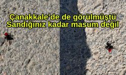 Çanakkale’de de görülmüştü, sandığınız kadar masum değil