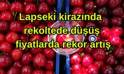 Lapseki kirazında rekoltede düşüş, fiyatlarda rekor artış