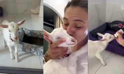 Evcil hayvan otelinin sıra dışı misafiri