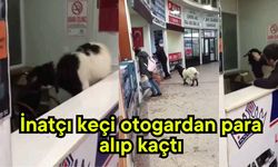İnatçı keçi otogardan para alıp kaçtı (Video)