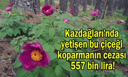 Kazdağları'nda yetişen bu çiçeği koparmanın cezası 557 bin lira