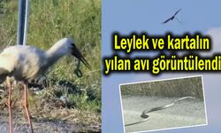 Leylek ve kartalın yılan avı görüntülendi (Video)