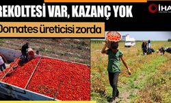 Domates rekoltesi var, kazanç yok: Çiftçi dertli (Video)