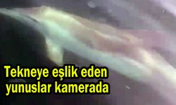 Yunuslar, tekneye eşlik etti (Tıkla izle)