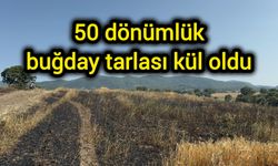 50 dönümlük buğday tarlası kül oldu