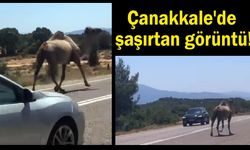 Çanakkale'de şaşırtan görüntü!