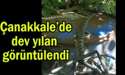 Çanakkale’de dev yılan görüntülendi