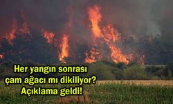 Her yangın sonrası çam ağacı mı dikiliyor? Açıklama geldi!