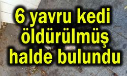 6 yavru kedi öldürülmüş halde bulundu