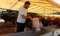 Tüm hayvan pazarları kapatıldı