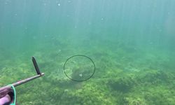 Marmara Denizi’nde bir ilk: Caretta caretta su altında görüntülendi (Video)