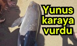 Yunus karaya vurdu