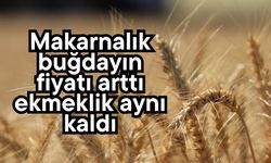 Makarnalık buğdayın fiyatı arttı ekmeklik aynı kaldı