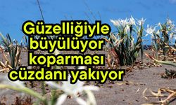 Güzelliğiyle büyülüyor, koparması cüzdanı yakıyor
