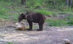 Yiyecek arayan yaban hayvanları fotokapanla görüntülendi