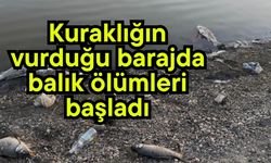 Kuraklığın vurduğu barajda balık ölümleri başladı (Video)