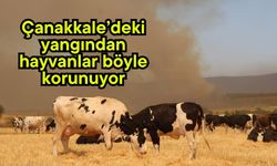 Çanakkale’deki yangından hayvanlar böyle korunuyor (Video)