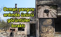 Orman yangını ardında üzücü görüntüler bıraktı (Video)