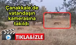 Çanakkale’de vatandaşın kamerasına takıldı  (Video)