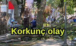 Çınar ağacının kopan dalı vatandaşların üzerine düştü