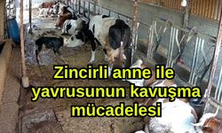 Zincirli anne ile yavrusunun kavuşma mücadelesi
