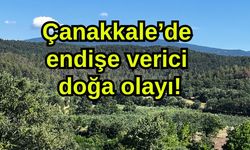 Çanakkale’de endişe verici doğa olayı!