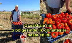 Çanakkale’nin o bölgesinde ilk domatesler hasat edildi