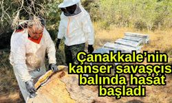 Çanakkale’nin kanser savaşçısı balında hasat başladı