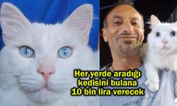 Her yerde aradığı kedisini bulana 10 bin lira verecek (Video)