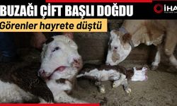 Çift başlı doğan buzağı şaşırttı (Video)