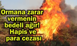 Ormana zarar vermenin bedeli ağır! Hapis ve para cezası