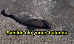 Sahilde ölü yunus bulundu (Video)