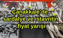 Çanakkale’de sardalye ve istavritin fiyat yarışı