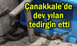 Çanakkale’de dev yılan tedirgin etti