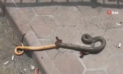 Kendisini ısıran yılanı poşete koyup acile geldi