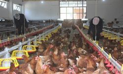 Tavuk eti üretimi Haziran ayında yüzde 16,2 azaldı