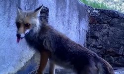 Doğa'da gülümseten anlar (Video)