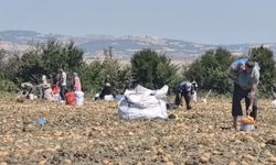 Patatesi maliyeti karşılamayınca bedava dağıttı