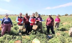 Çanakkale'de İl Tarım Müdürlüğünden üreticilere domates hasadı ziyareti